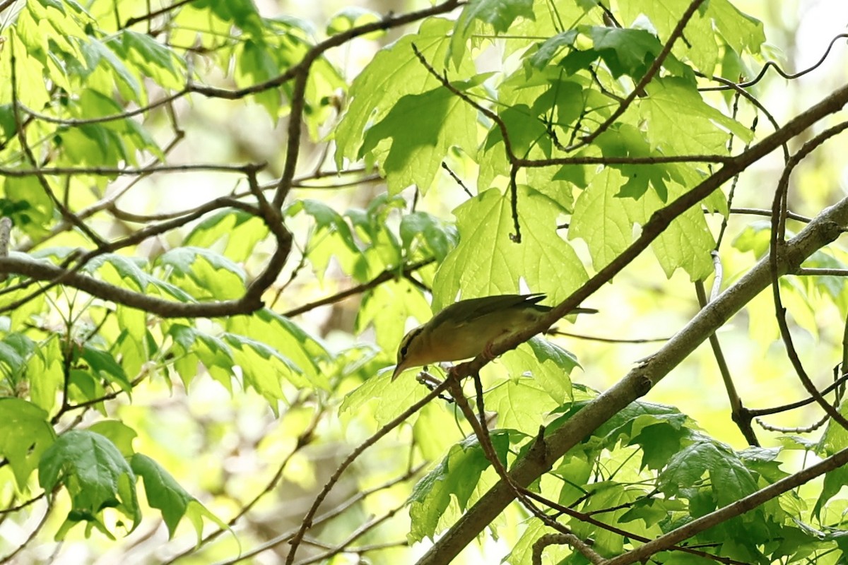Worm-eating Warbler - ML634538755