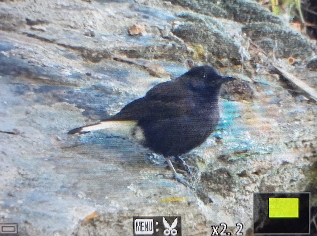 Black Wheatear - ML634538810