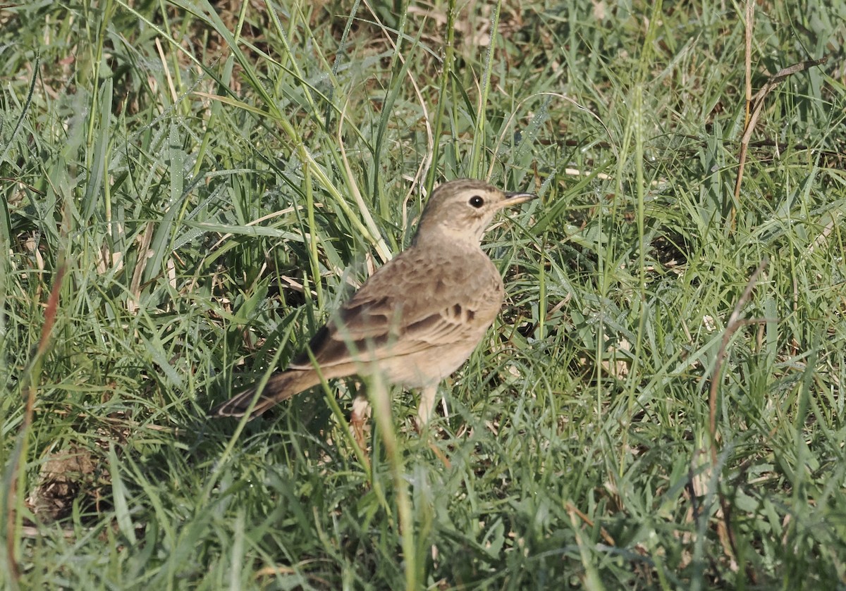 Plain-backed Pipit - ML634538826