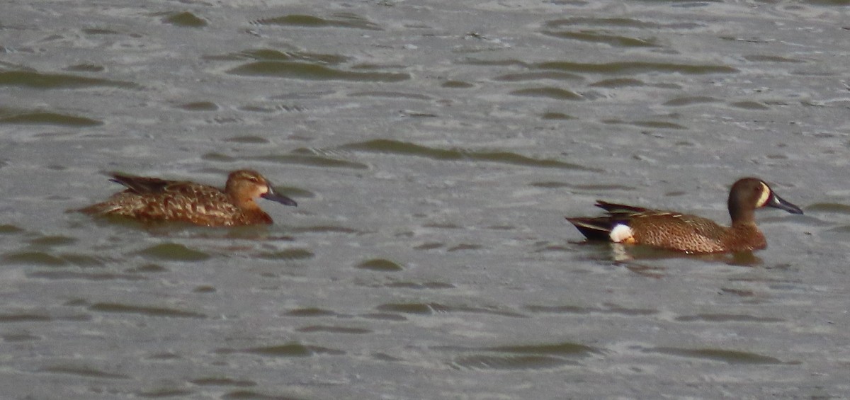 Blue-winged Teal - ML634538889