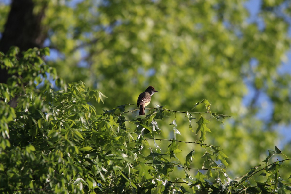 Great Crested Flycatcher - ML634538925