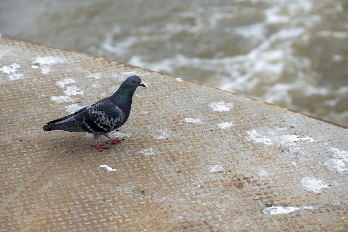 Rock Pigeon (Feral Pigeon) - ML634538981