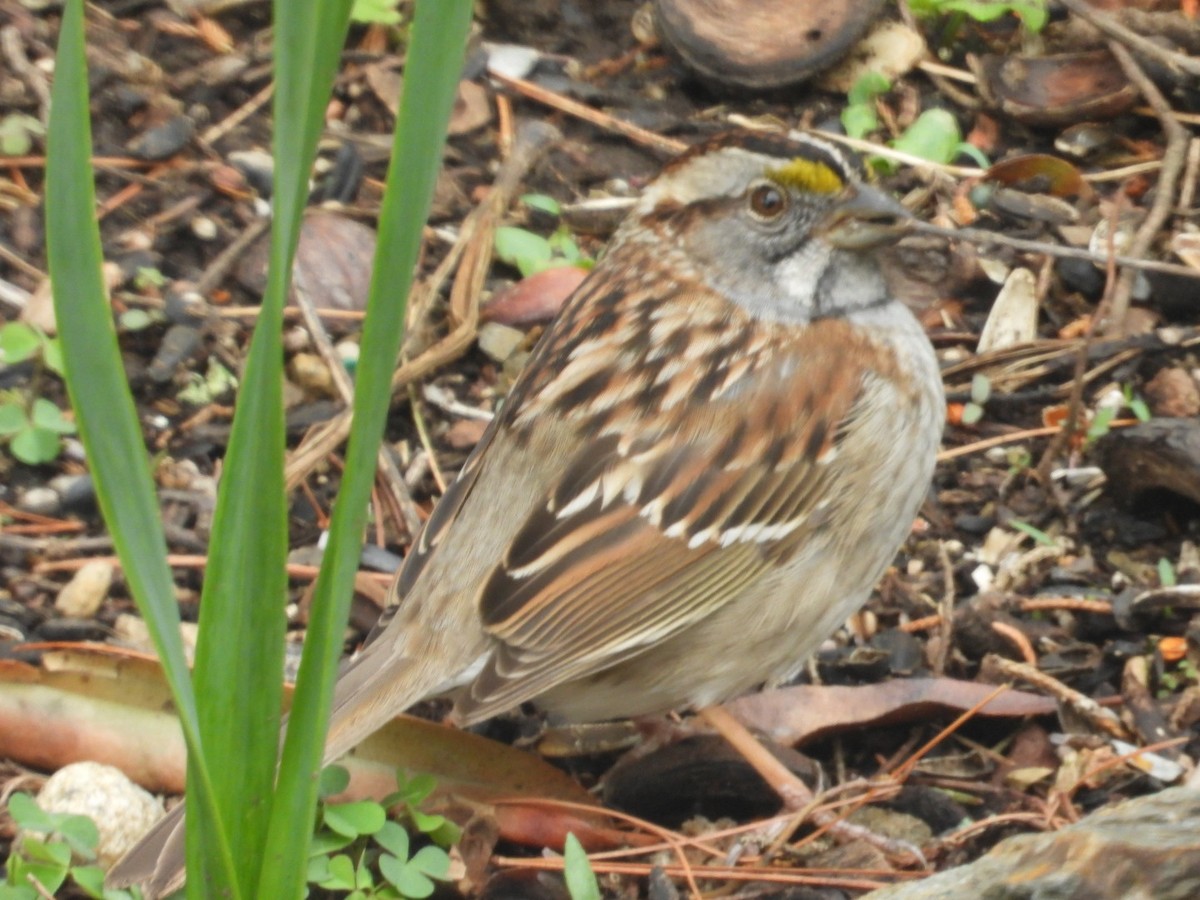 White-throated Sparrow - ML634539013