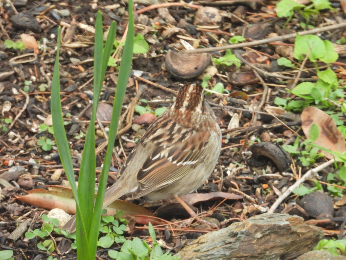 White-throated Sparrow - ML634539014
