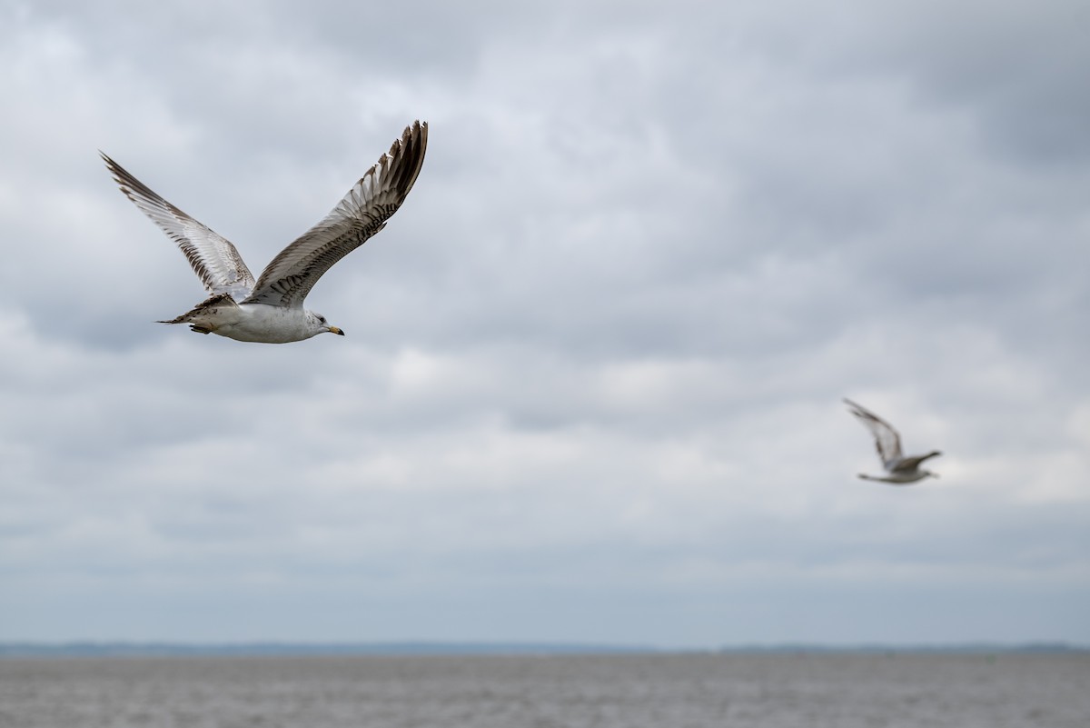 Ring-billed Gull - ML634539031