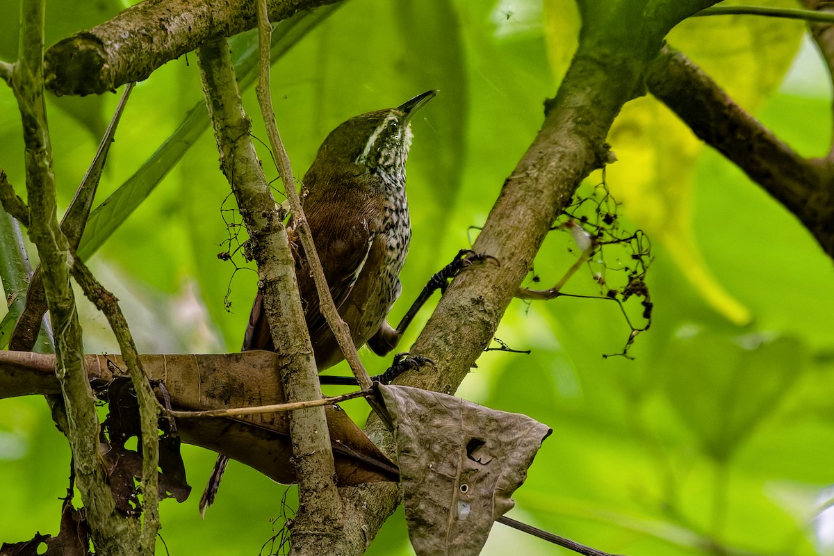 Spot-breasted Wren - ML634539102