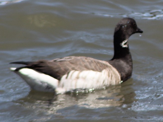 Brant (Atlantic) - ML634539310