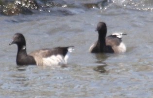Brant (Atlantic) - ML634539311