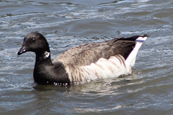 Brant (Atlantic) - ML634539312