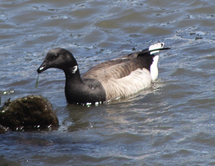 Brant (Atlantic) - ML634539313