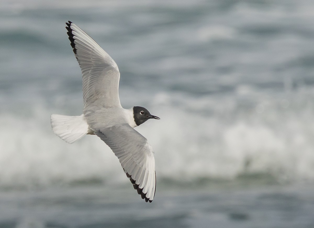 Mouette de Bonaparte - ML634539445