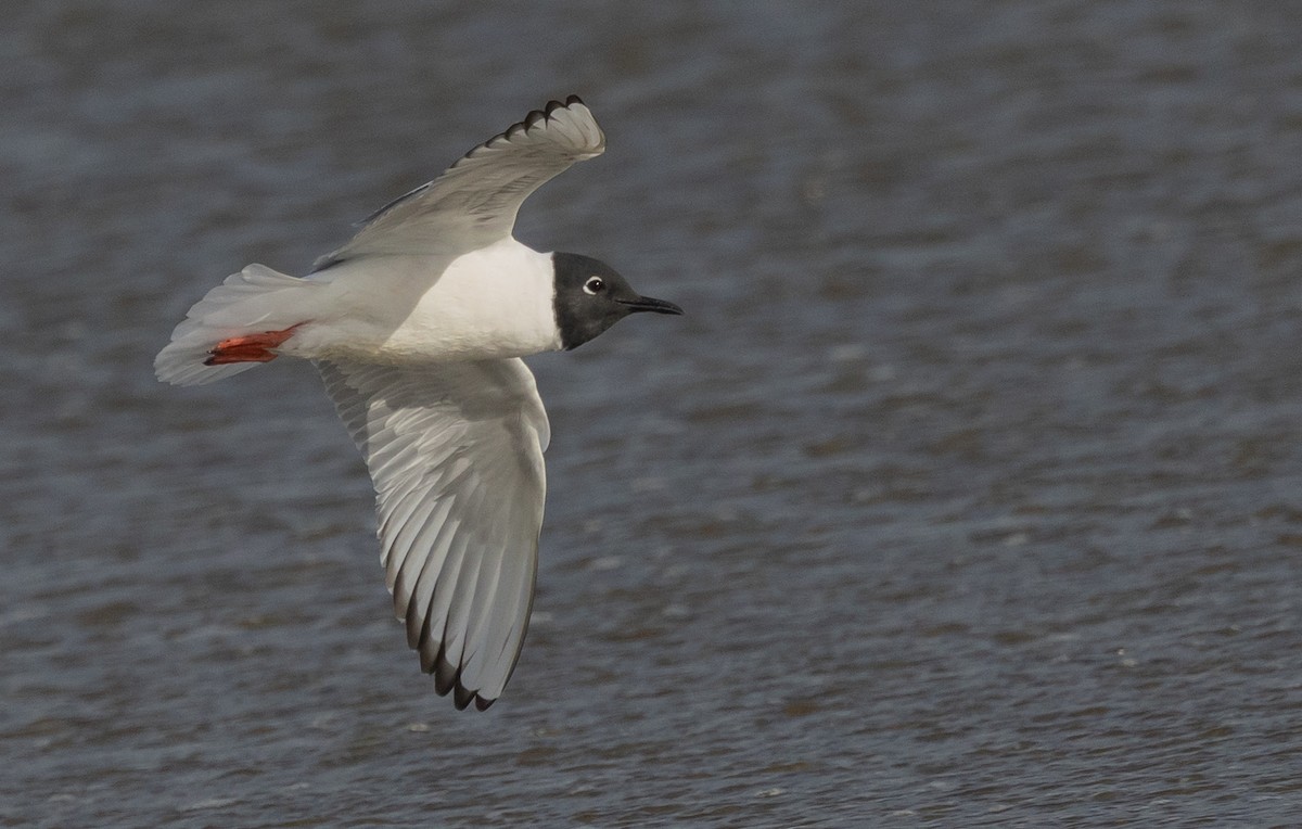 Mouette de Bonaparte - ML634539446