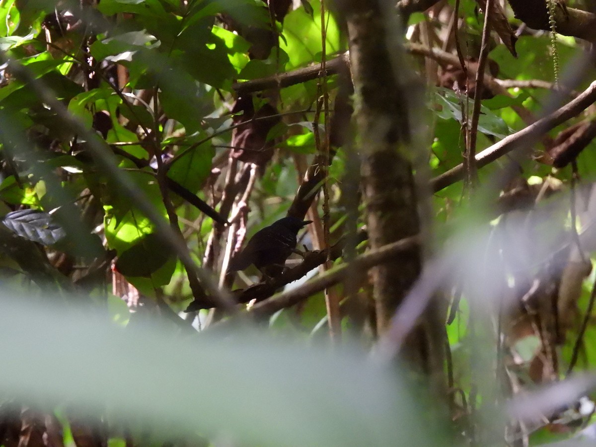 Chestnut-tailed Antbird - ML634539486
