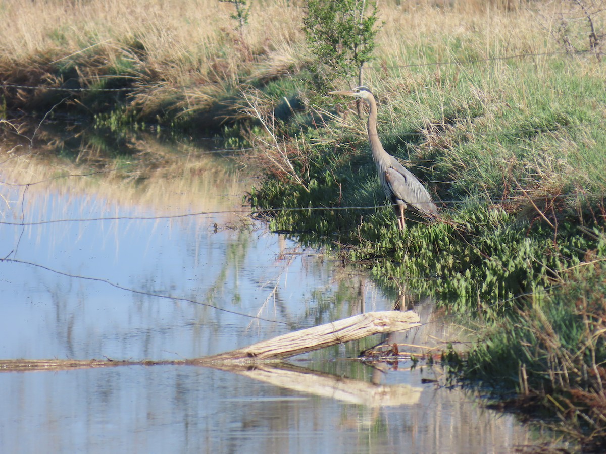 Great Blue Heron - ML634539719