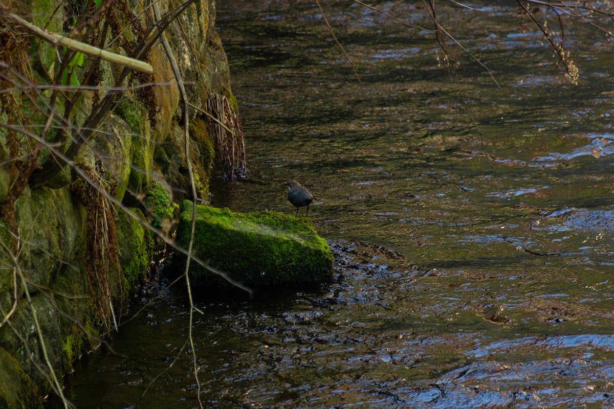 White-throated Dipper - ML634539830