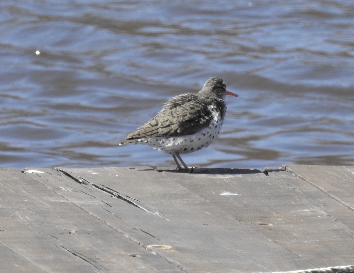 Spotted Sandpiper - ML634539838