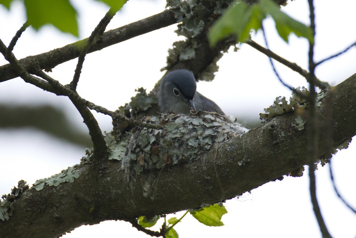 Blue-gray Gnatcatcher - ML634539883