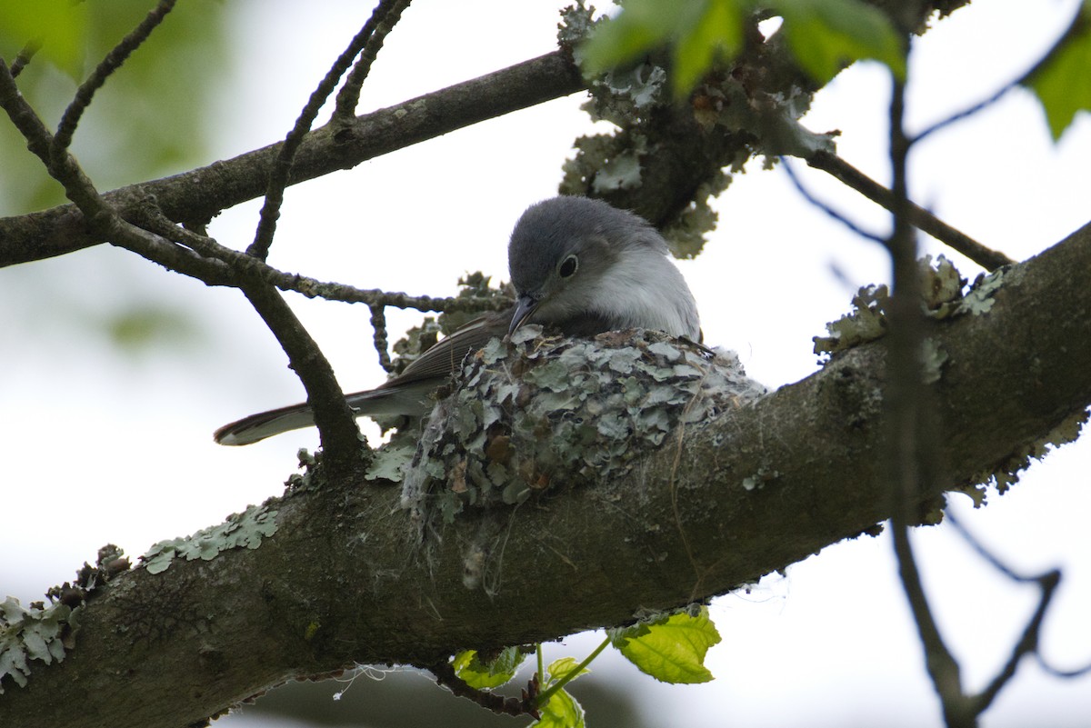 Blue-gray Gnatcatcher - ML634539884