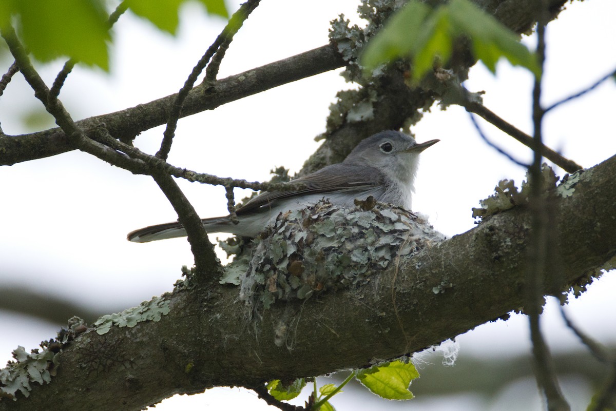Blue-gray Gnatcatcher - ML634539886