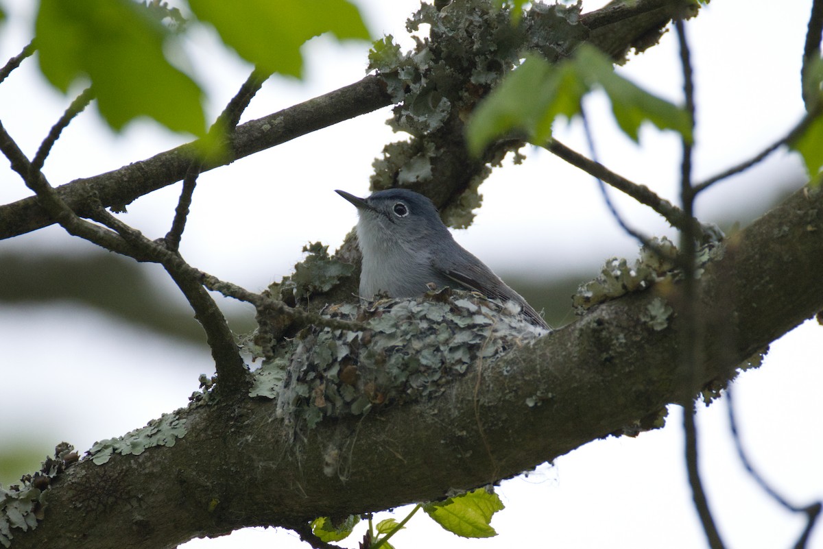 Blue-gray Gnatcatcher - ML634539887