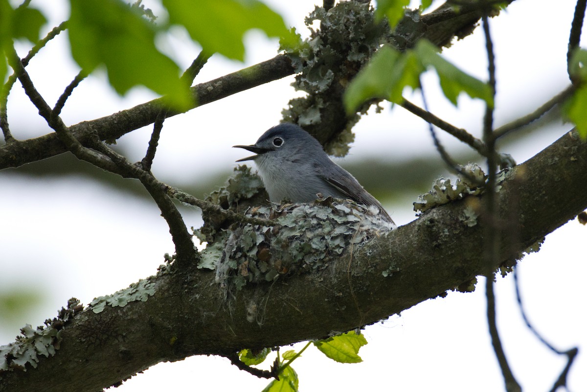Blue-gray Gnatcatcher - ML634539888