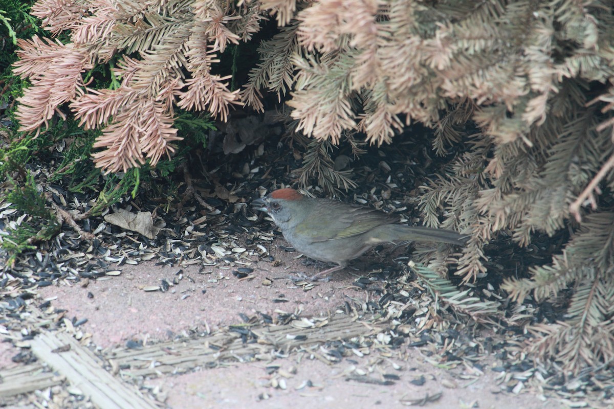 Tohi à queue verte - ML634539895