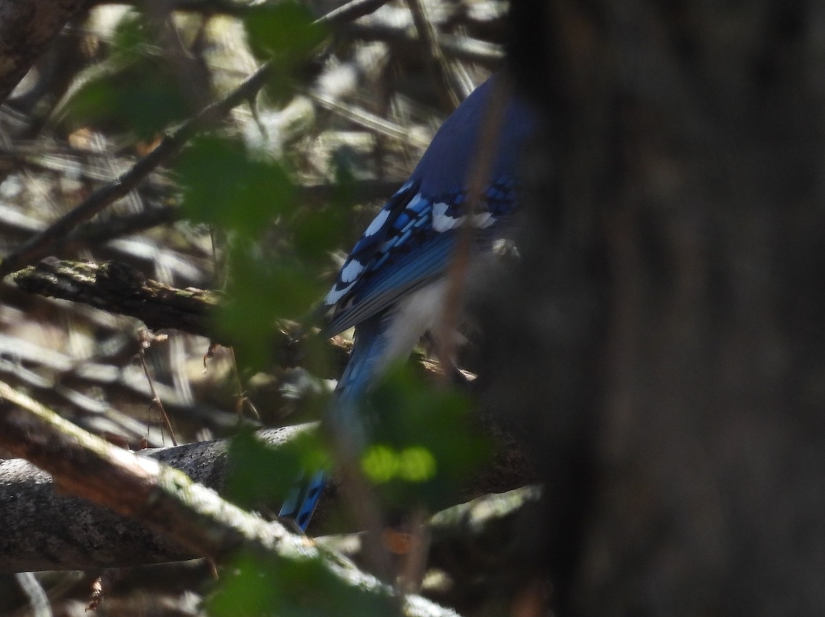 Blue Jay - ML634539952