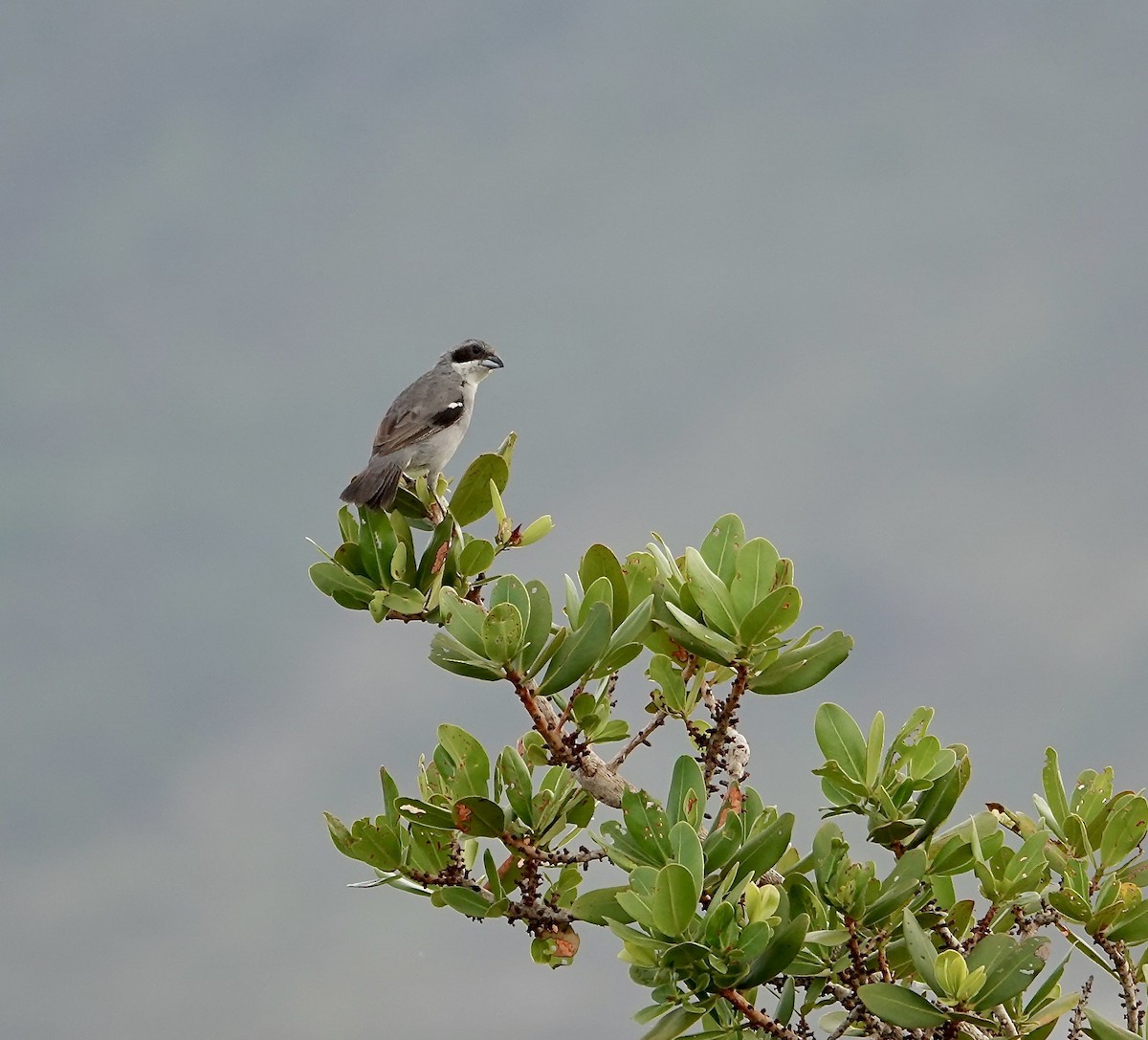White-banded Tanager - ML634539976