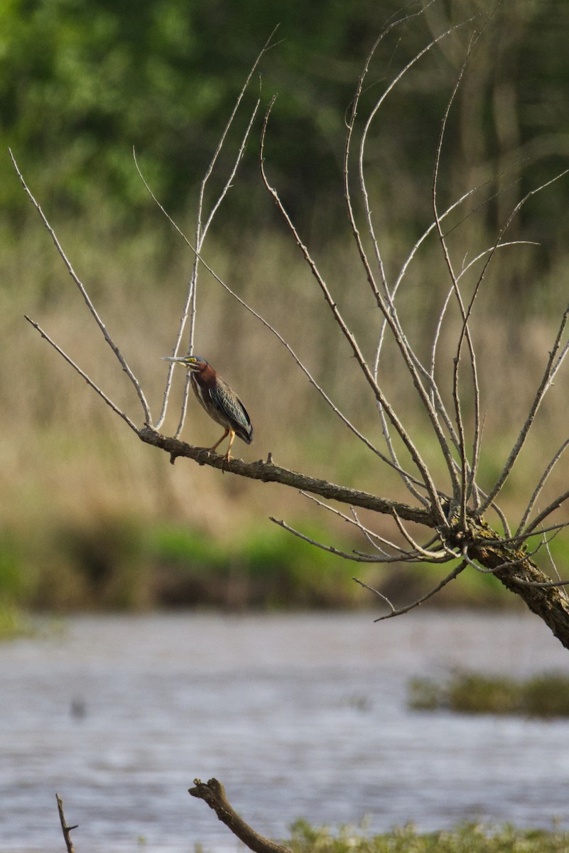 Green Heron - ML634540001