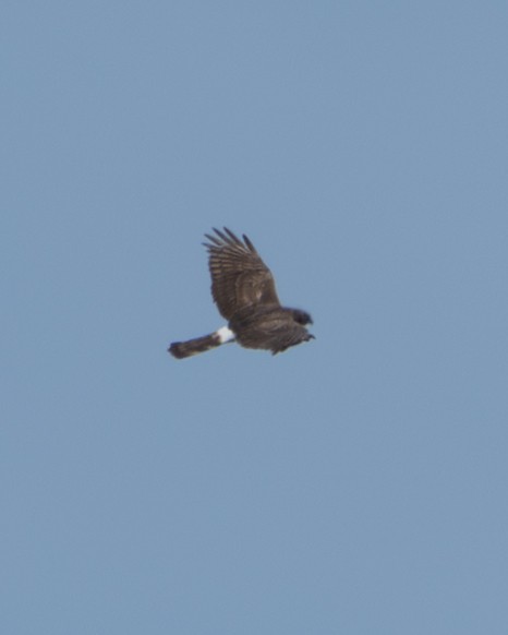 Northern Harrier - ML634540419