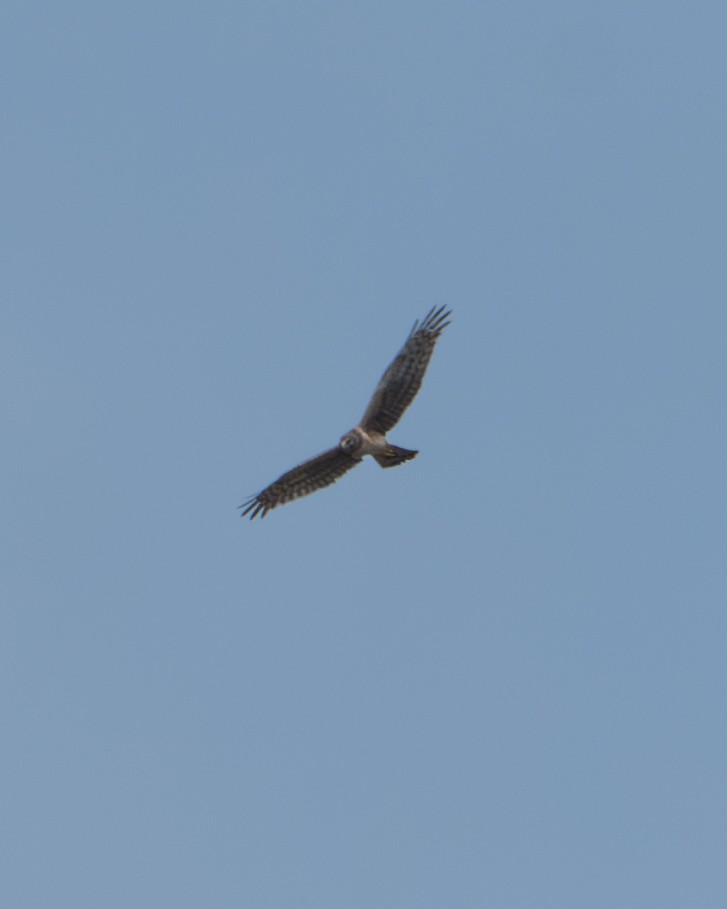Northern Harrier - ML634540420