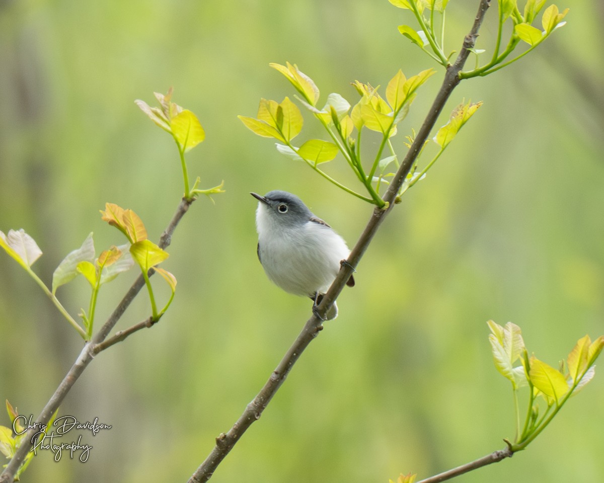 Blue-gray Gnatcatcher - ML634540501