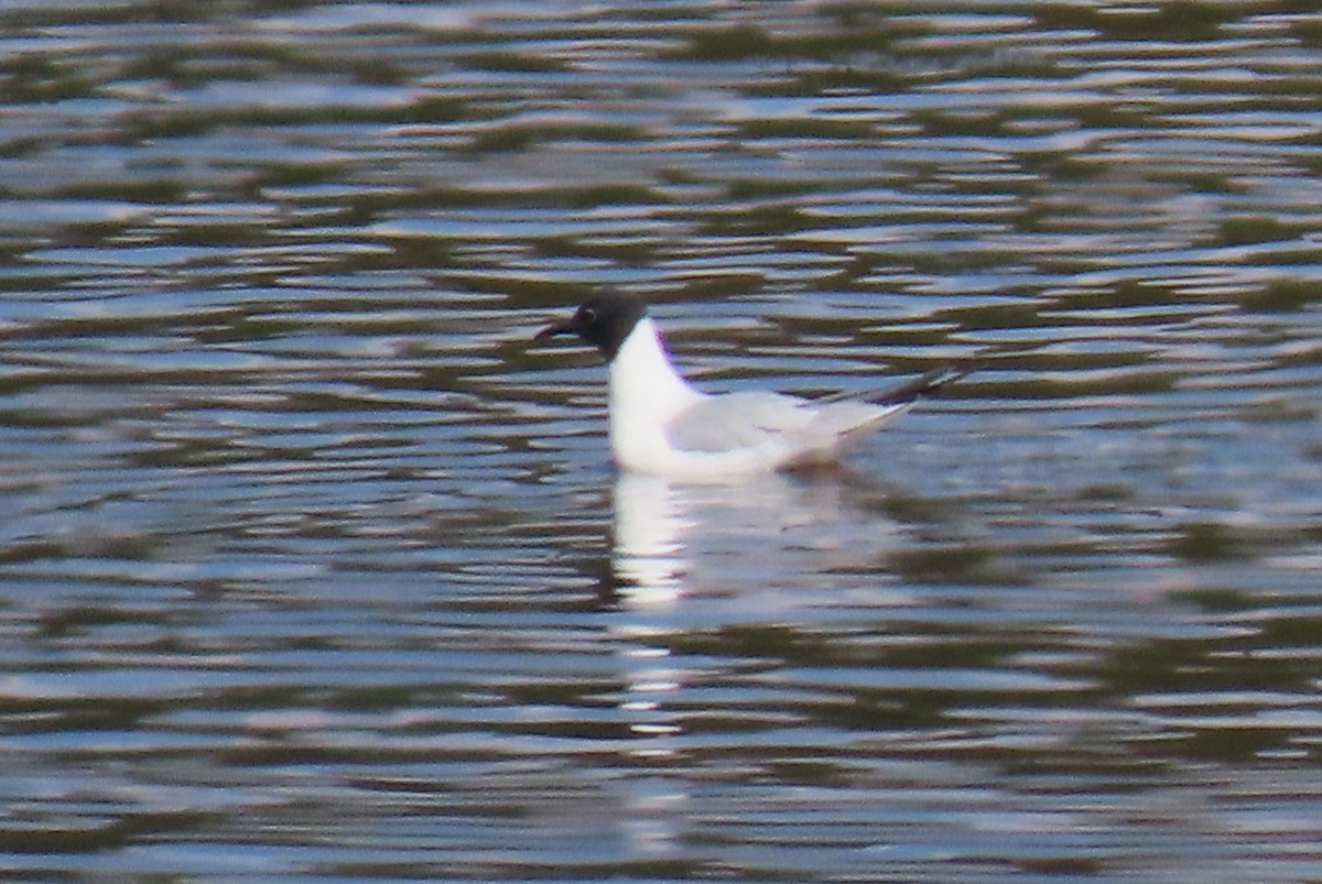 Bonaparte's Gull - ML634540568