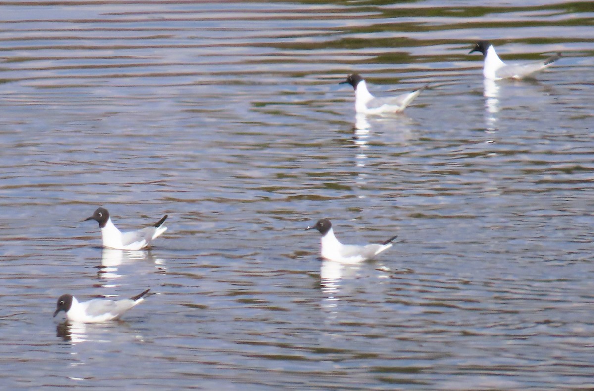Bonaparte's Gull - ML634540588