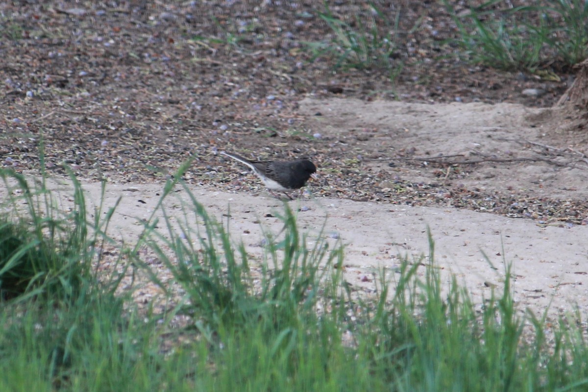 Junco ardoisé (hyemalis/carolinensis) - ML634540606