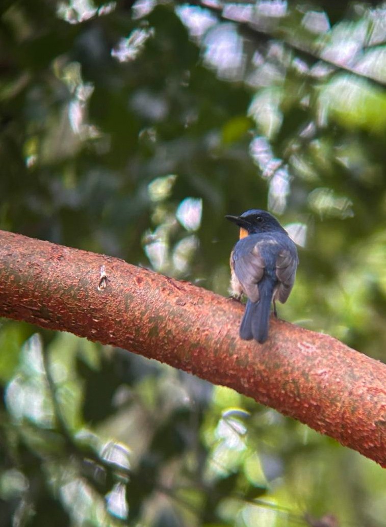 Tickell's Blue Flycatcher - ML634540613