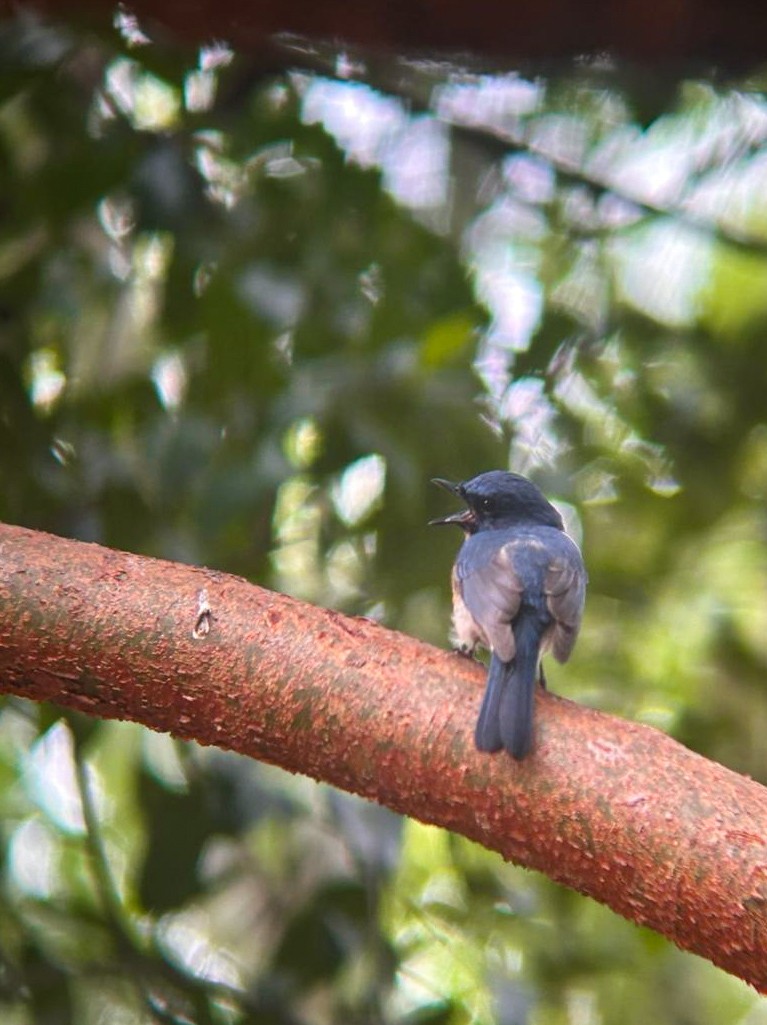 Tickell's Blue Flycatcher - ML634540614