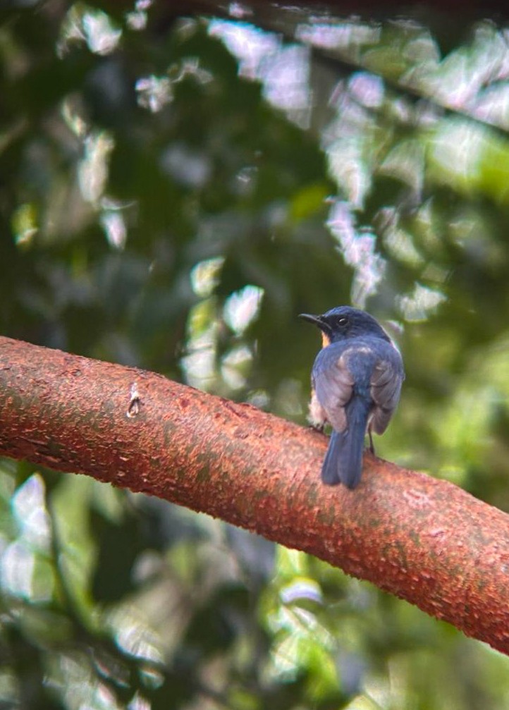 Tickell's Blue Flycatcher - ML634540615