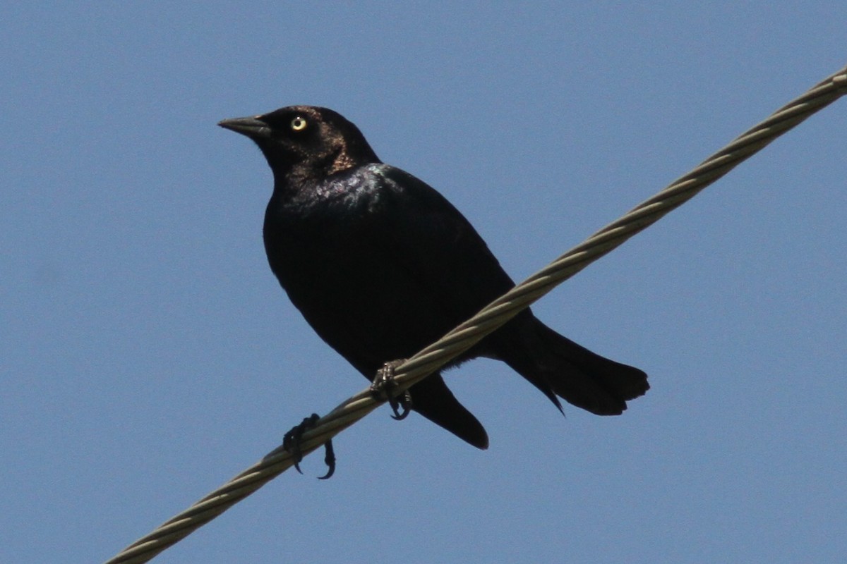 Brewer's Blackbird - ML634540703