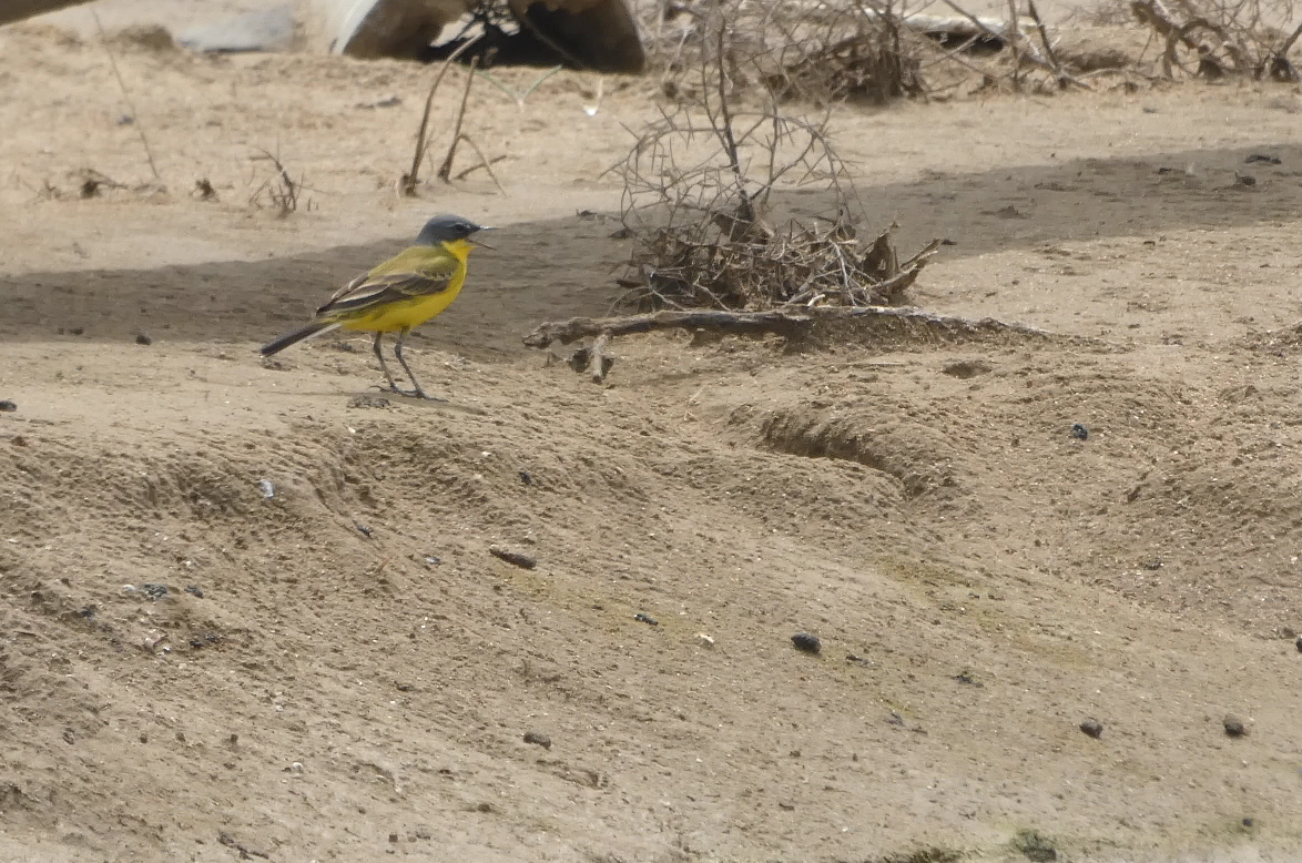 Western Yellow Wagtail (thunbergi) - ML634540843
