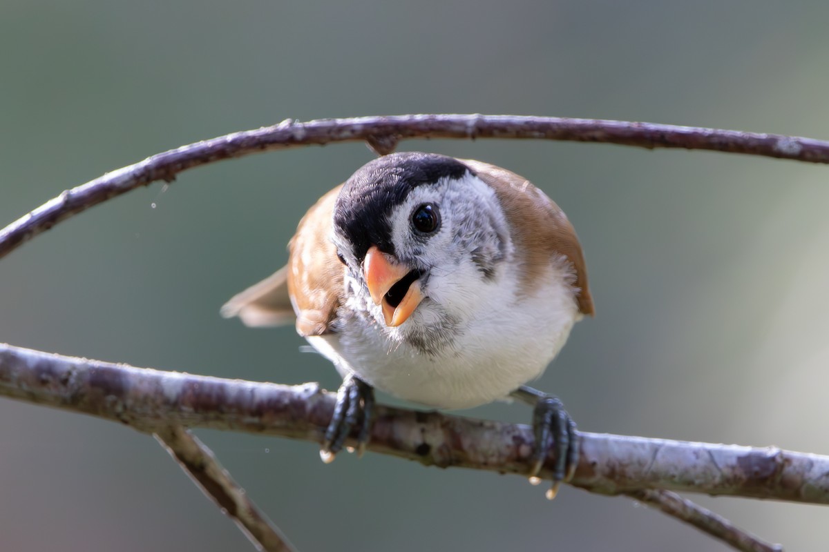 Black-headed Parrotbill - ML634540974