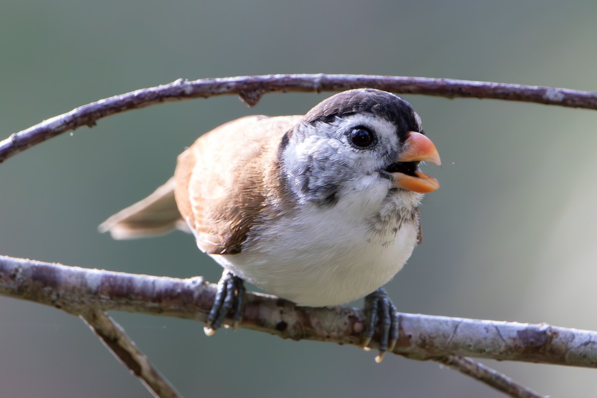 Black-headed Parrotbill - ML634540976