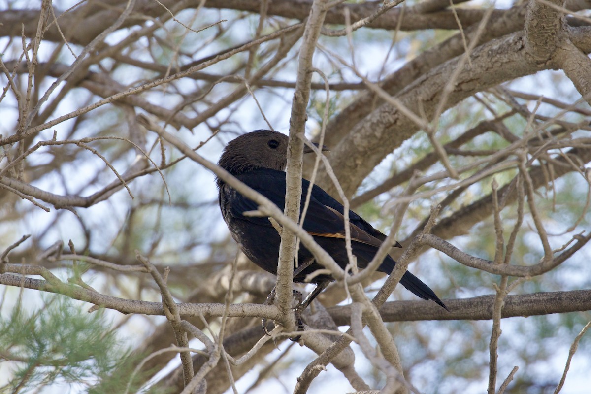Tristram's Starling - ML634541024