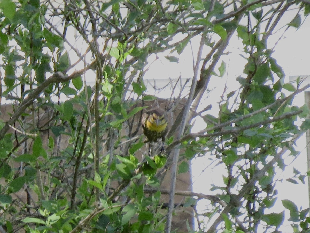 Yellow-headed Blackbird - ML634541119