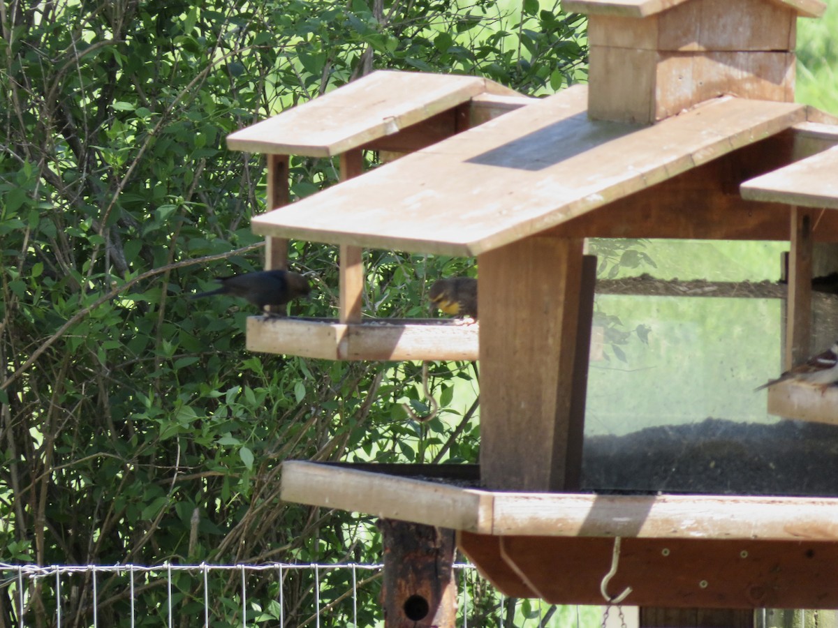 Yellow-headed Blackbird - ML634541120