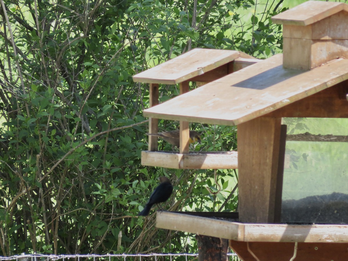 Yellow-headed Blackbird - ML634541121