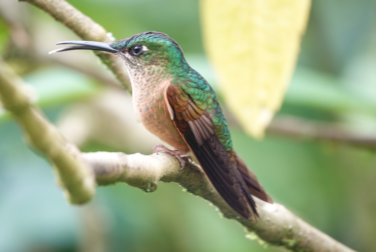 Fawn-breasted Brilliant - ML634541188