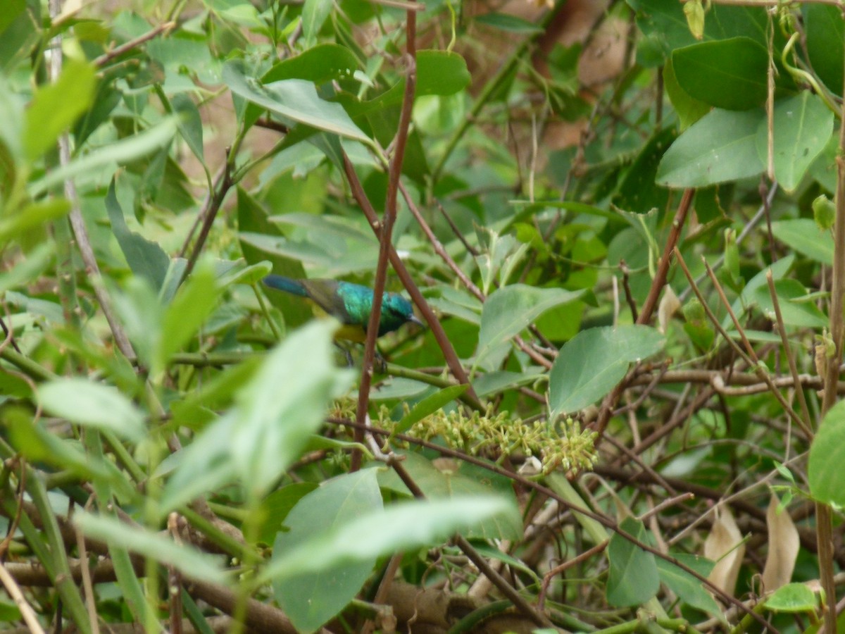 Collared Sunbird - ML634541232