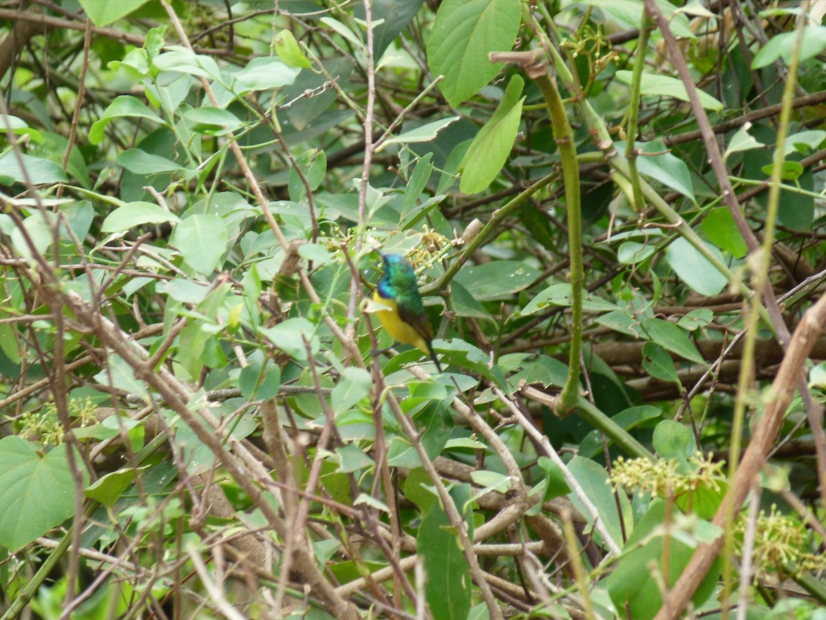 Collared Sunbird - ML634541233