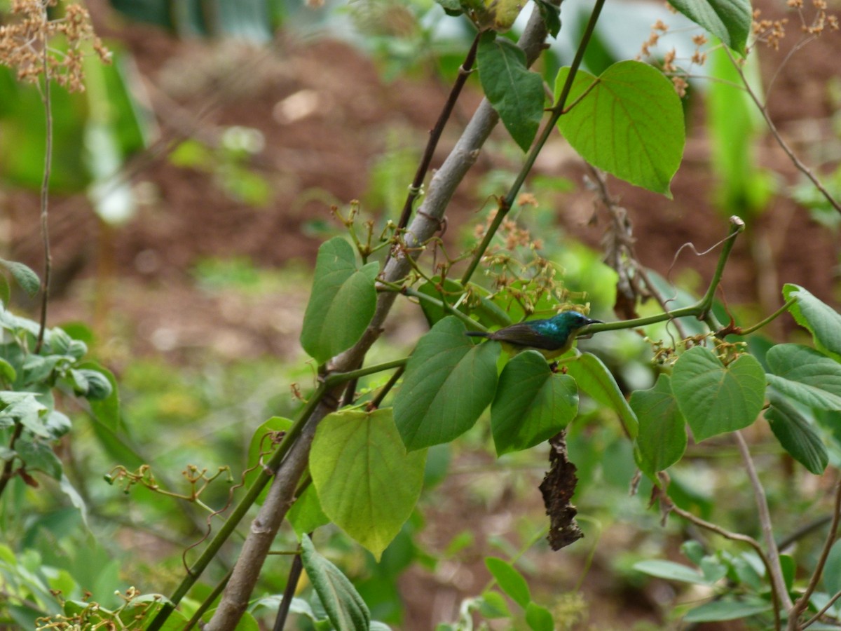 Collared Sunbird - ML634541234